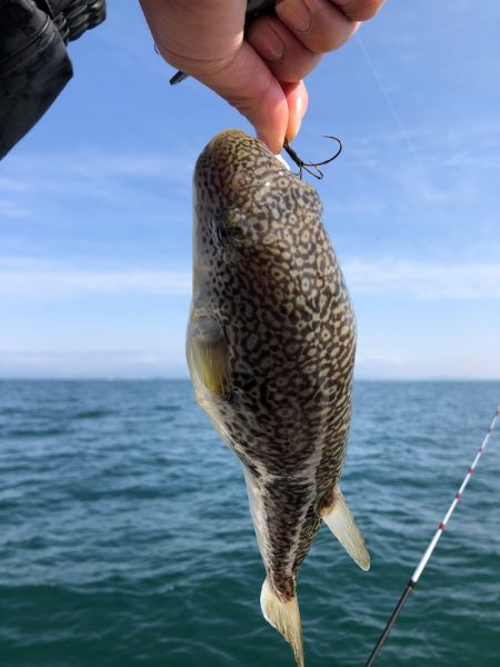 浜栄丸 釣果