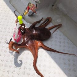 浜栄丸 釣果