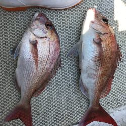 ランスルー 釣果