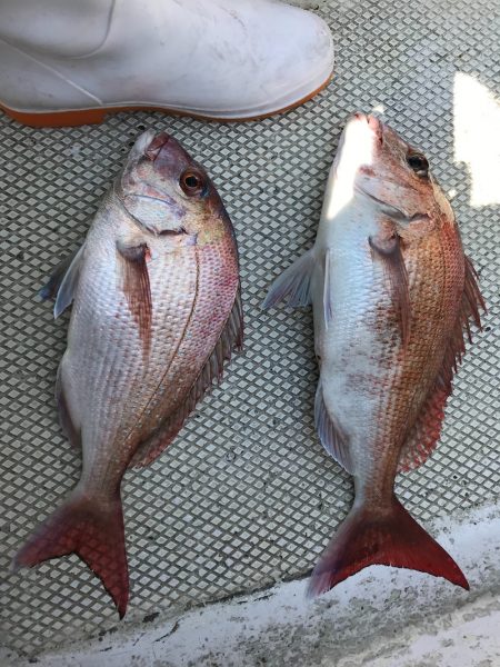 ランスルー 釣果