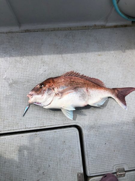 遊漁船高橋 釣果