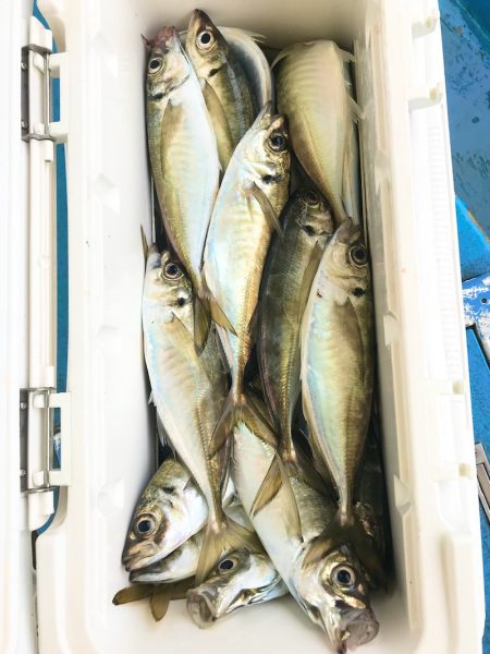 ヤザワ渡船 釣果