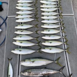 SeaRide(シーライド) 釣果