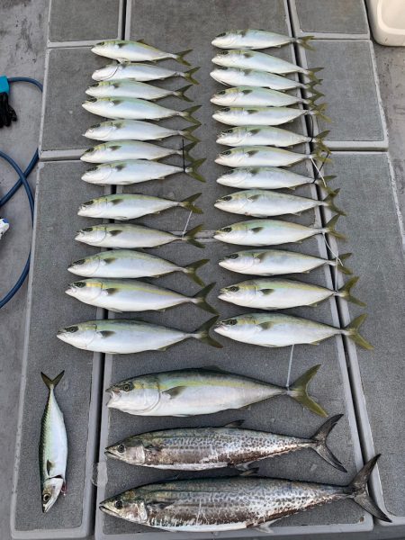 SeaRide(シーライド) 釣果