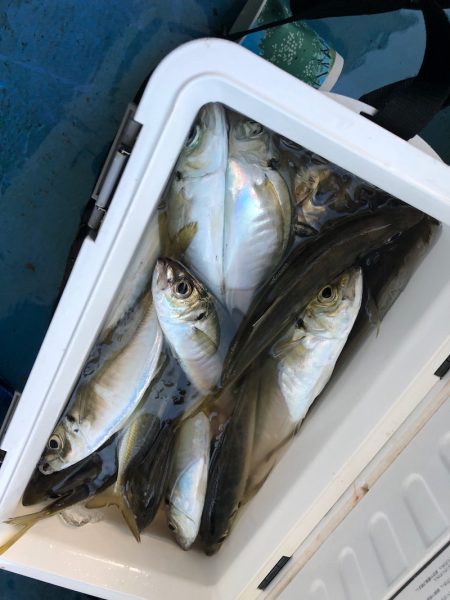 ヤザワ渡船 釣果