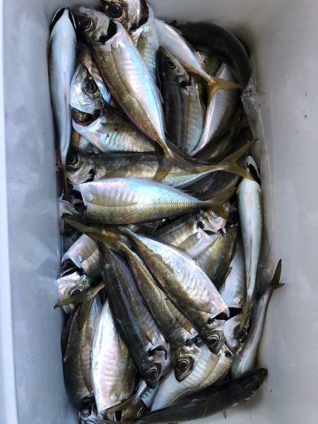 ヤザワ渡船 釣果