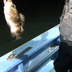 ヤザワ渡船 釣果