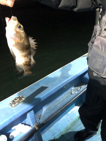 ヤザワ渡船 釣果
