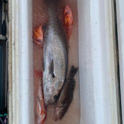 Monster Rush! 釣果