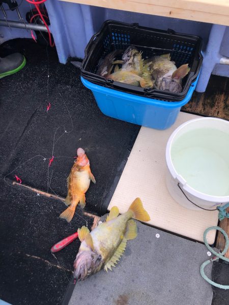 第二 つれたか丸 釣果