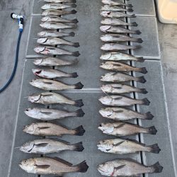 SeaRide(シーライド) 釣果