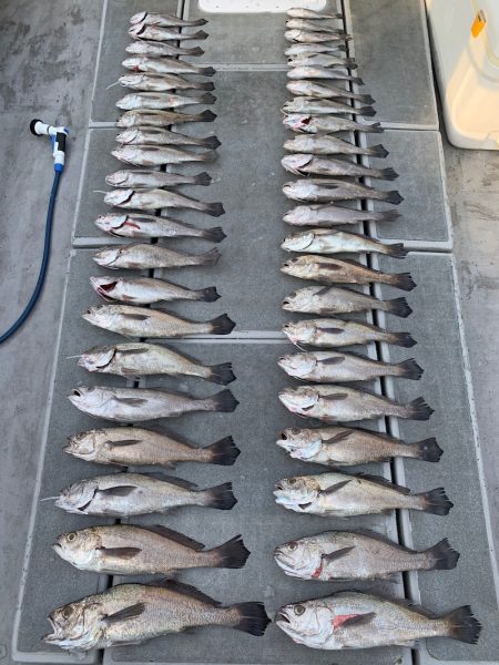 SeaRide(シーライド) 釣果