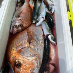 龍神丸（鹿児島） 釣果