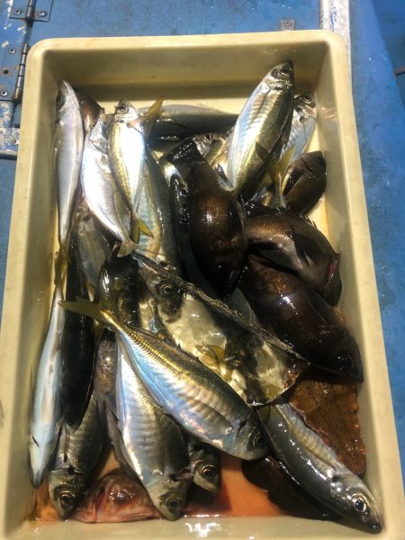 ヤザワ渡船 釣果