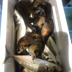 ヤザワ渡船 釣果