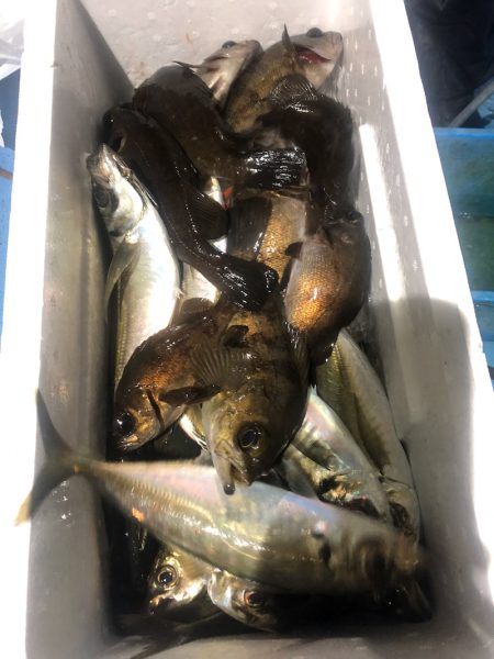 ヤザワ渡船 釣果