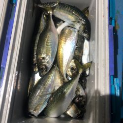 ヤザワ渡船 釣果