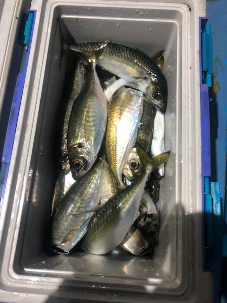 ヤザワ渡船 釣果