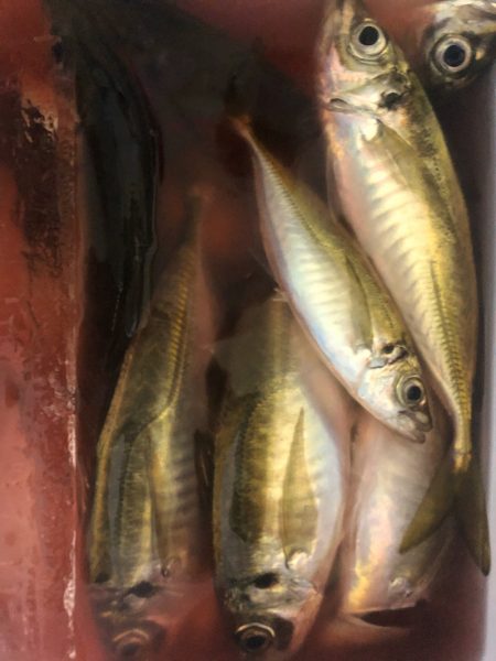 ヤザワ渡船 釣果