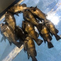 ヤザワ渡船 釣果