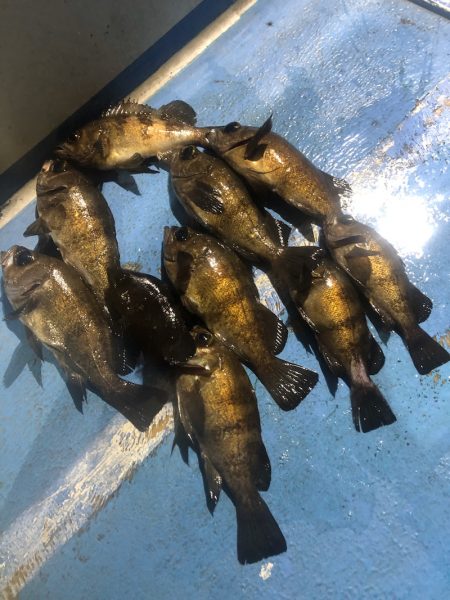 ヤザワ渡船 釣果