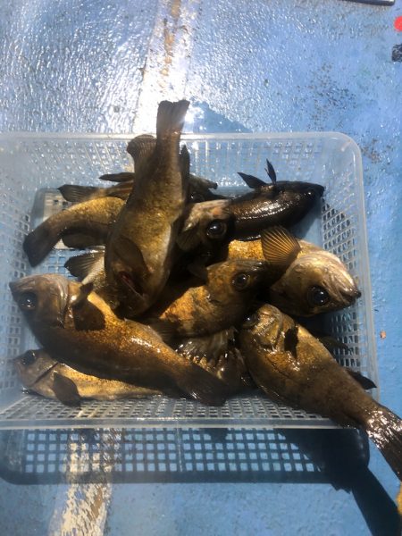 ヤザワ渡船 釣果