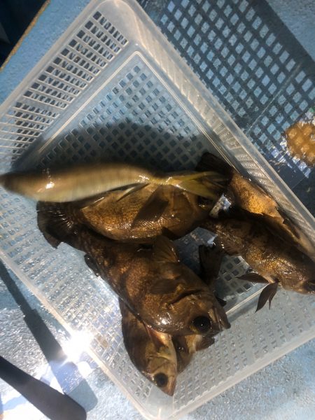 ヤザワ渡船 釣果