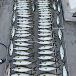 SeaRide(シーライド) 釣果