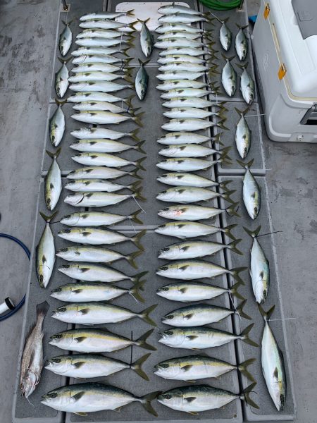 SeaRide(シーライド) 釣果