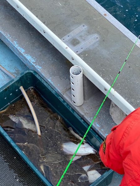 シーランチ 釣果