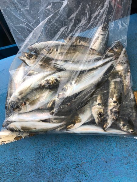 ヤザワ渡船 釣果