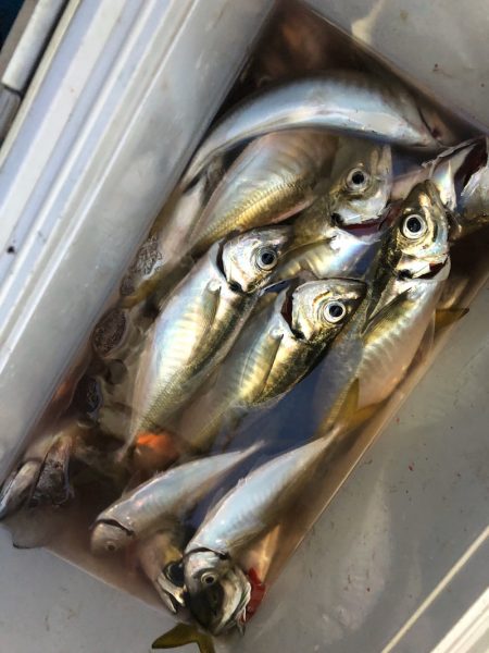 ヤザワ渡船 釣果