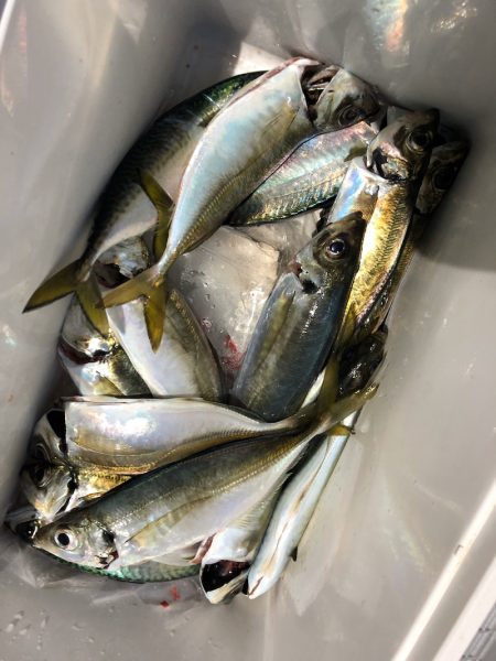 ヤザワ渡船 釣果