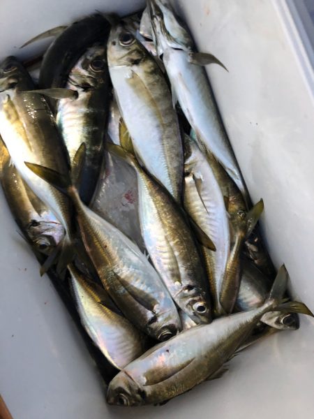 ヤザワ渡船 釣果