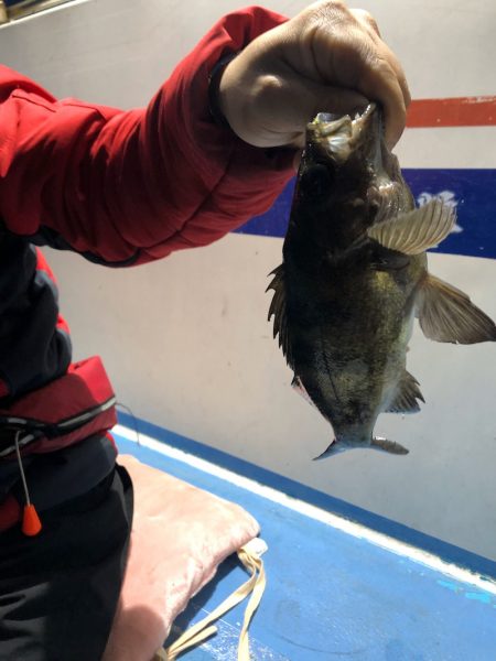 ヤザワ渡船 釣果