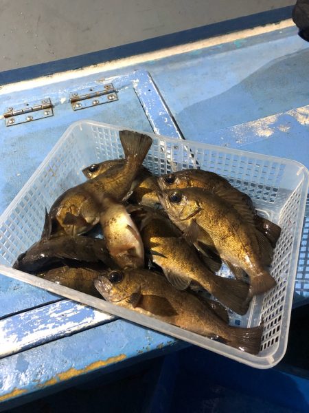 ヤザワ渡船 釣果