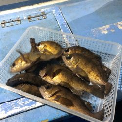 ヤザワ渡船 釣果