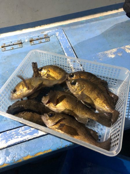 ヤザワ渡船 釣果