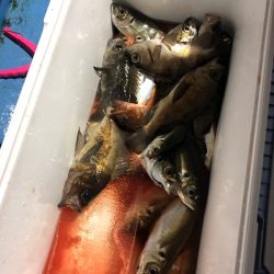 ヤザワ渡船 釣果