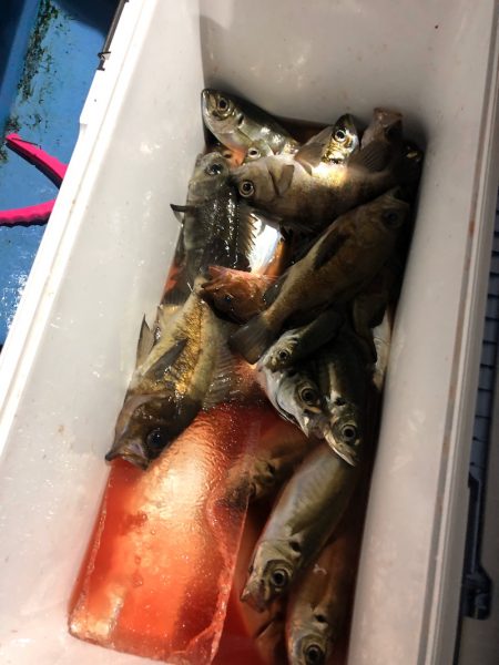 ヤザワ渡船 釣果