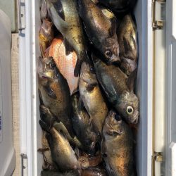 フィッシング　キッタカ 釣果