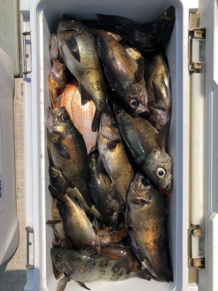 フィッシング　キッタカ 釣果