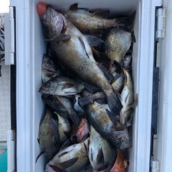 フィッシング キッタカ 釣果