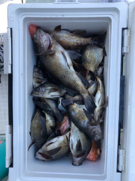 フィッシング キッタカ 釣果