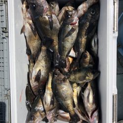 フィッシング キッタカ 釣果