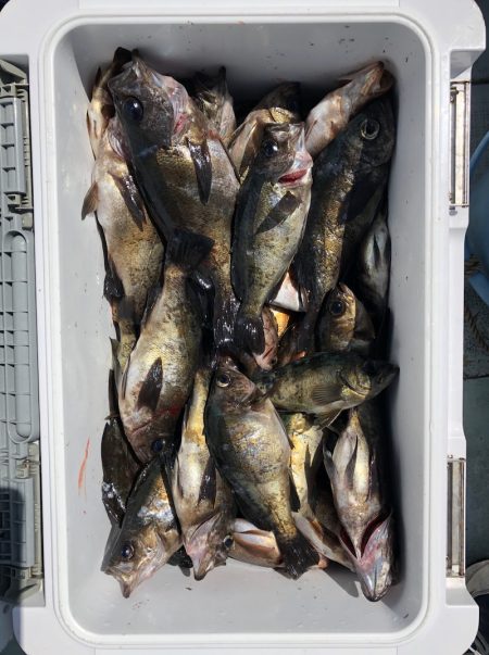 フィッシング キッタカ 釣果