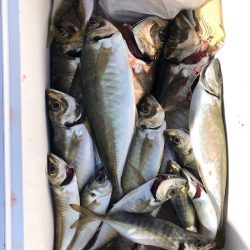 フィッシング キッタカ 釣果