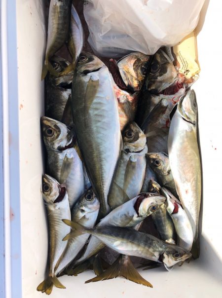 フィッシング キッタカ 釣果