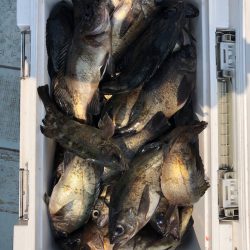 フィッシング　キッタカ 釣果