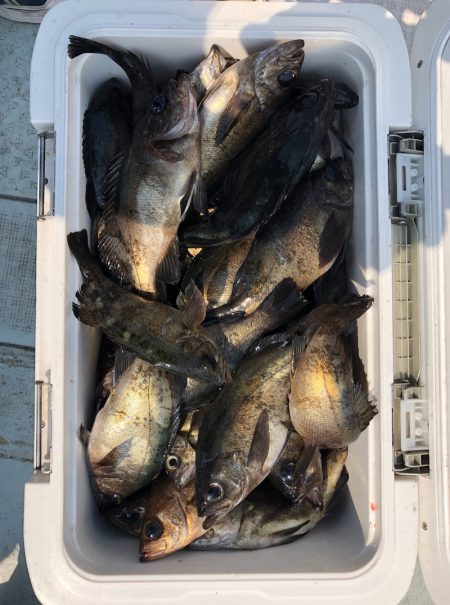 フィッシング　キッタカ 釣果